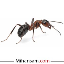مورچه و محل کلونی مورچه ها