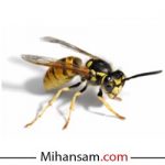 سوالات متداول در مورد آفت زنبور