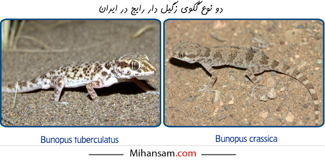 رایجترین گونه های مارمولک در ایران