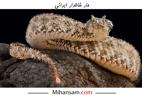 مار شاخدار ایرانی یکی از خطرناکترین مار ها در ایران است