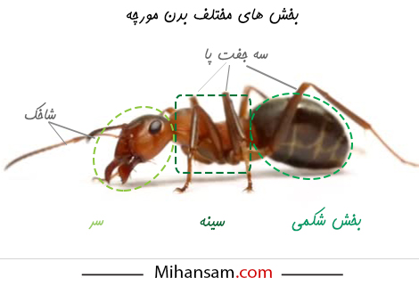 بخش های مختلف بدن مورچه ها
