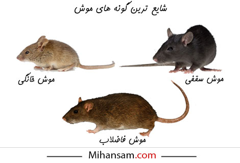 شایع ترین گونه های موش