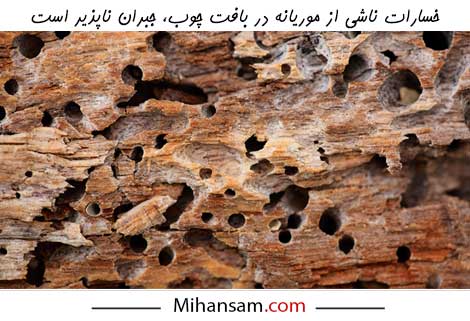 خسارات ناشی از موریانه ها در بافت چوب، جبران ناپذیر است.
