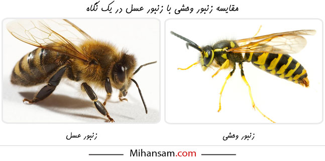 مقایسه زنبور وحشی با زنبور عسل در یک نگاه 