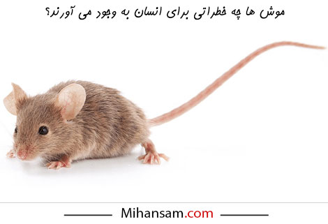 موش چه خطراتی برای انسان به وجود می آورد