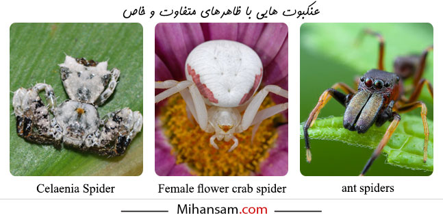 عنکبوت‌ هایی که به مورچه، خرچنگ و فضولات پرندگان شباهت دارند