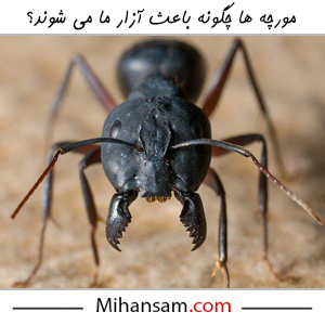 خطرات ناشی از مورچه