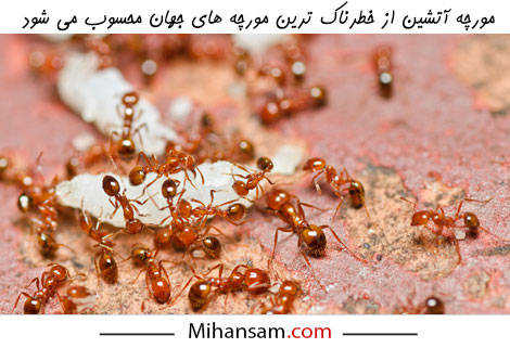 نیش مورچه آتشین می تواند در برخی افراد حساسیت شدید ایجاد کند